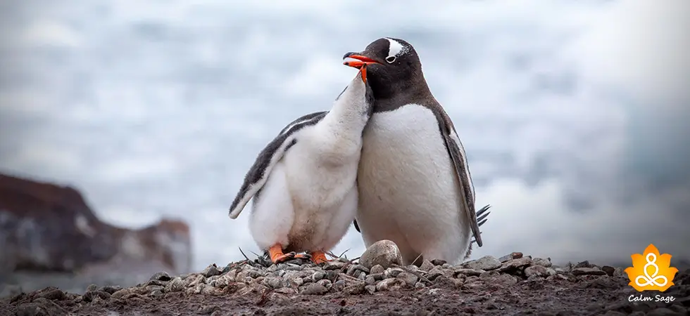 Penguin Pebbling – What is it, and Why do Teens do it