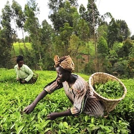 Measuring Systems Change in Agricultural Finance in Africa: Practical Metrics and Guidance for Detecting and Tracking Real Change