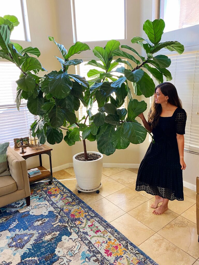 Large Fiddle Leaf Fig Tree How To Take Care Of A Fiddle Leaf Fig Tree