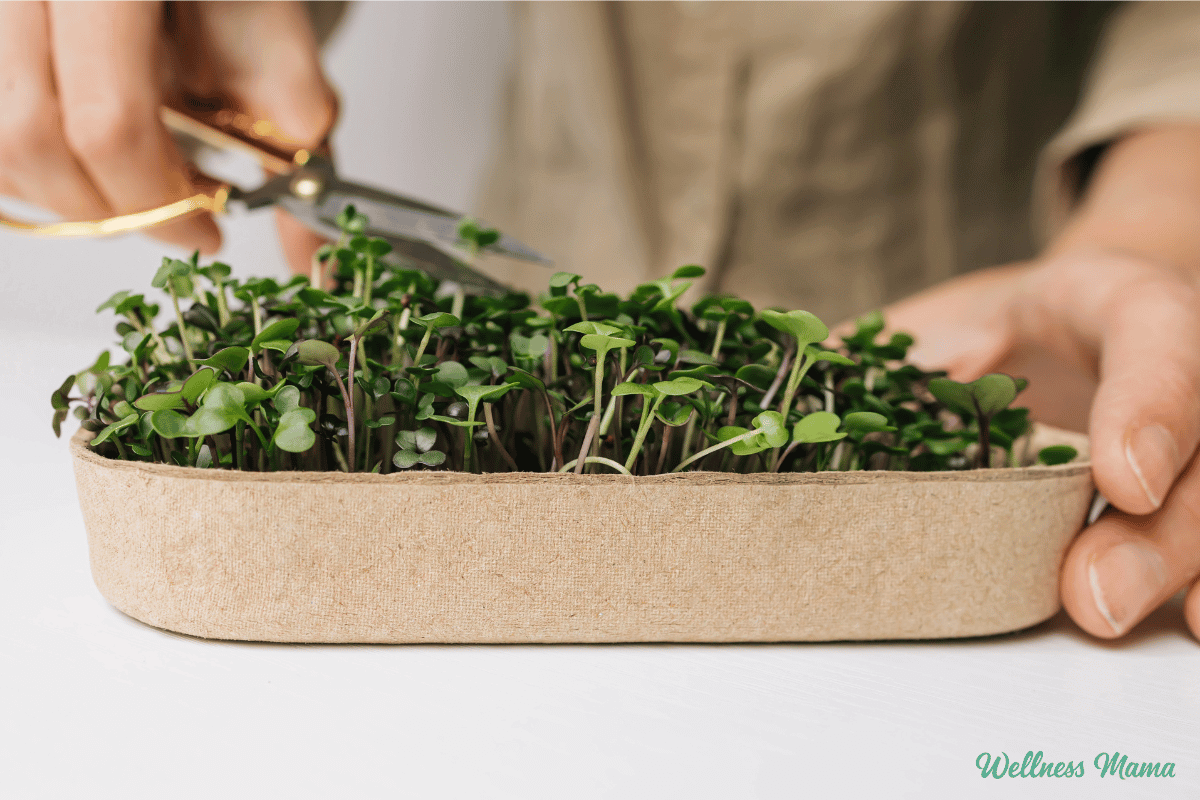 How to Grow Microgreens at Home (the Easy Way)