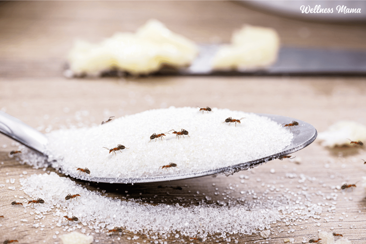 How to Get Rid of Ants Naturally