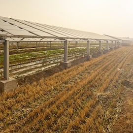 Farming Under Solar: How Agriphotovoltaics Can Transform Rural Livelihoods in India