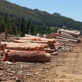 The Blind Spot in the EU’s New Deforestation Regulations: Laws and Satellites Don’t Save Forests — People Do